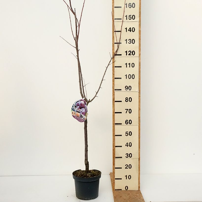 Spécimen de Prunier Altesse Double - Quetsche italienne Pot de 7,5L/10L, Gobelet tel que livré en automne