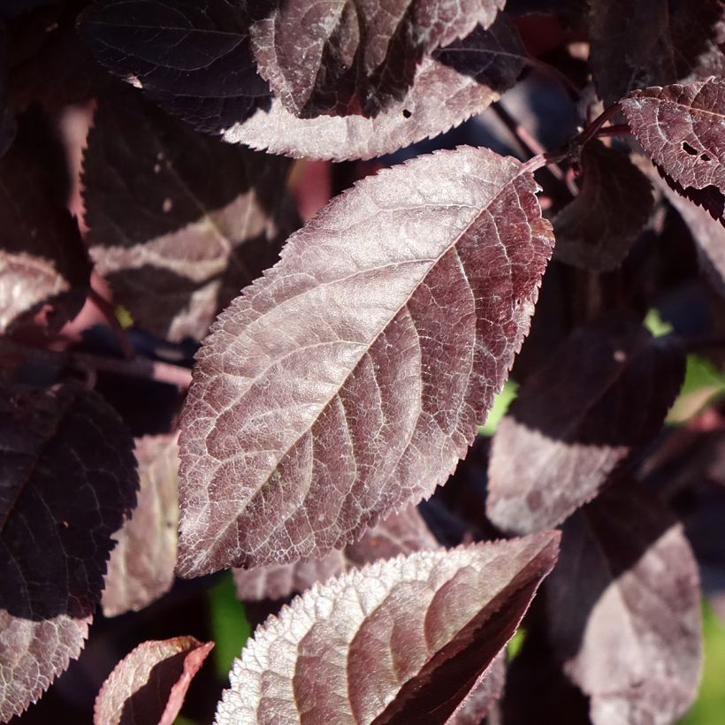 Prunier cerise - Prunus cerasifera Hollywood (Feuillage)