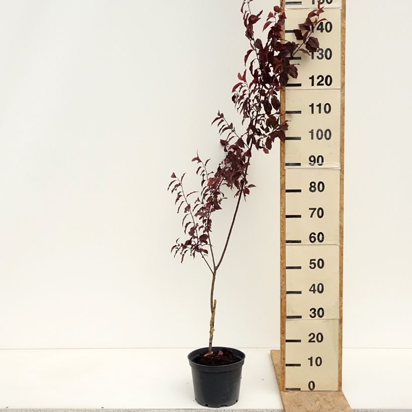 Spécimen de Prunier cerise - Prunus cerasifera Hollywood Pot de 4L/5L tel que livré au printemps