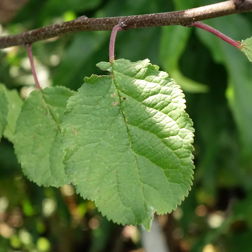 Prunier Duo Opal et Victoria (Feuillage)