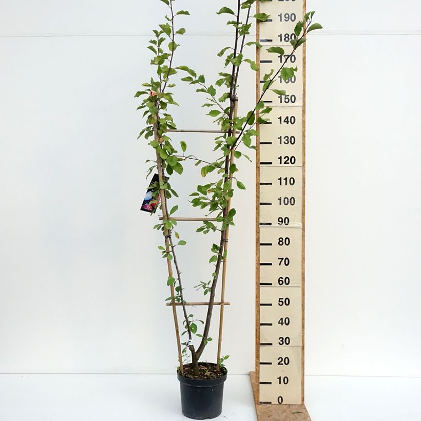 Spécimen de Prunier Duo Opal et Victoria Pot de 7,5L/10L, Palmette simple U tel que livré en été