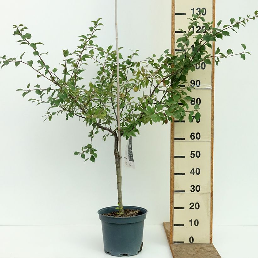 Spécimen de Prunier Mirabelle de Metz Pot de 7,5L/10L, Gobelet tel que livré en été