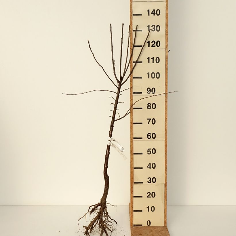 Spécimen de Prunier Mirabelle de Metz Racines nues, Gobelet tel que livré en hiver