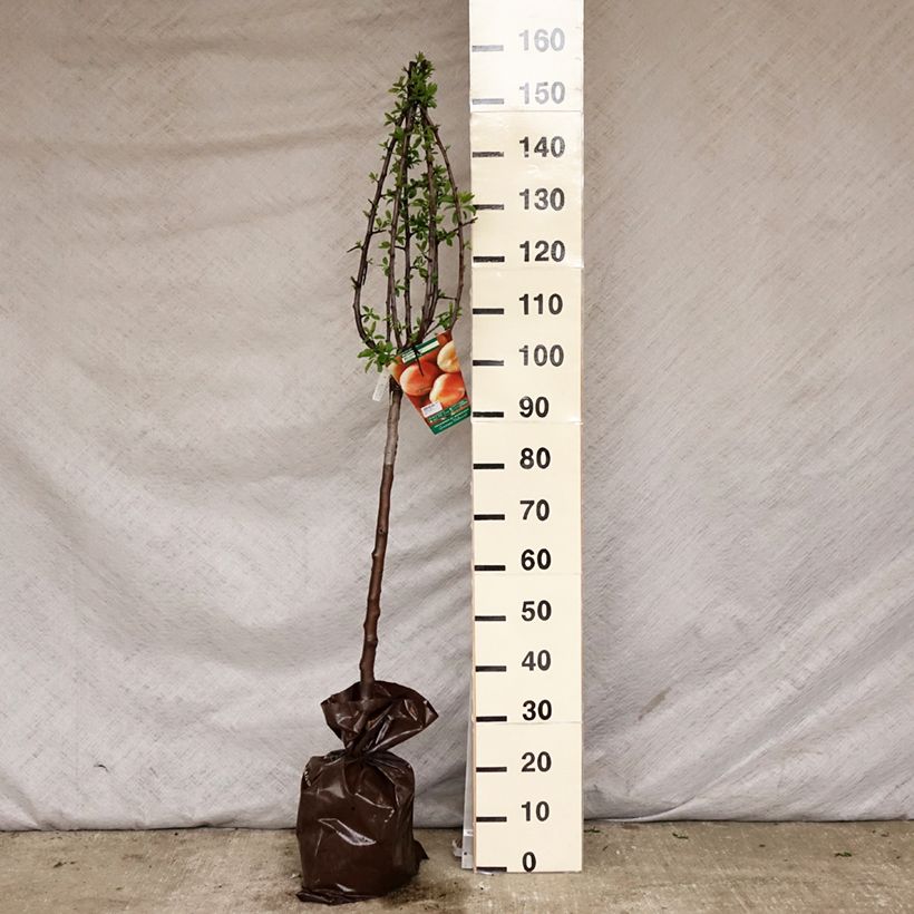 Spécimen de Prunier Miraclaude - Georges Delbard Motte "Prêt-à-planter", Gobelet tel que livré au printemps