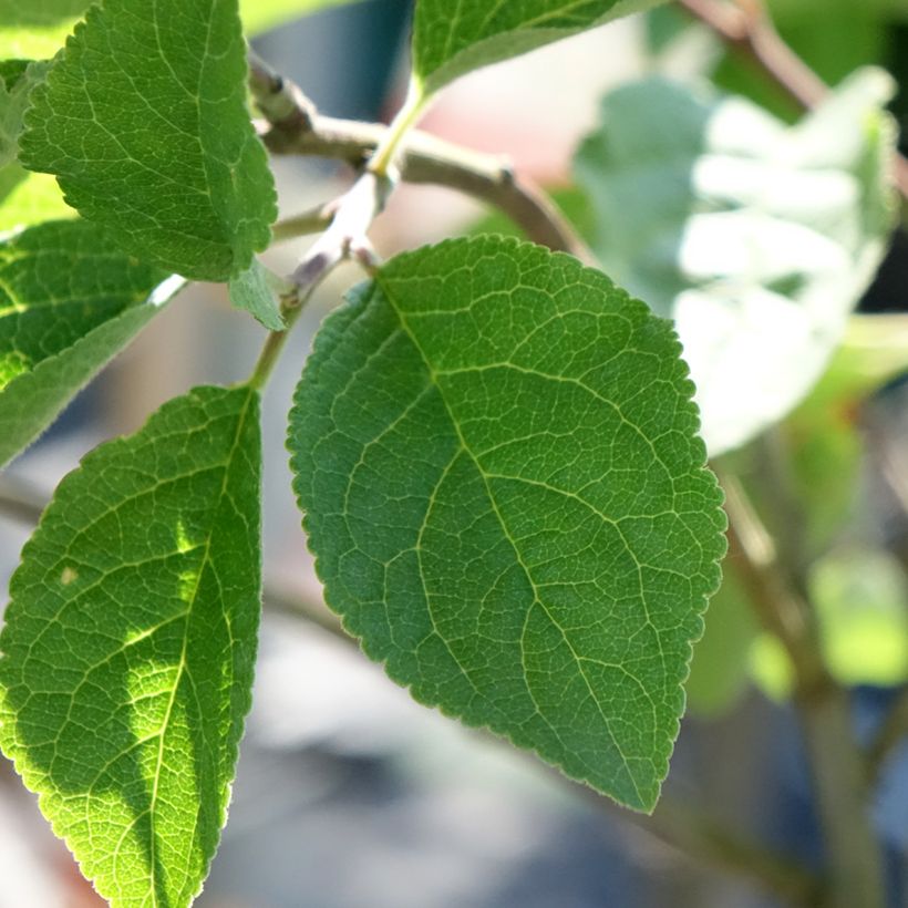 Prunier Monsieur Hâtif (Foliage)