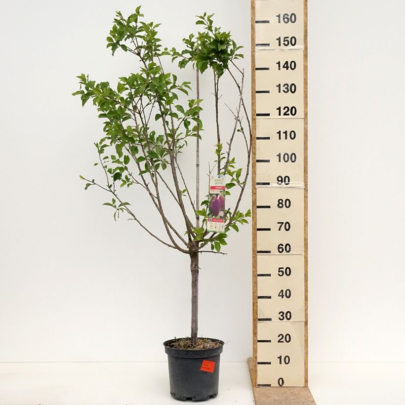 Example of Prunier Monsieur Hâtif Pot de 7,5L/10L, Gobelet as you get in printemps