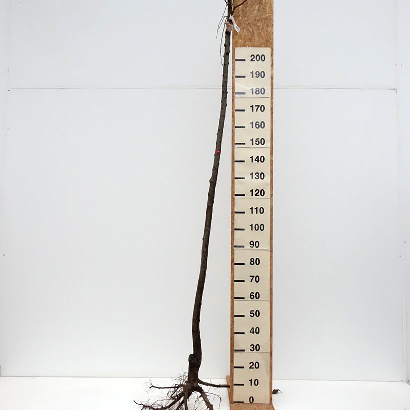 Example of Prunier Monsieur Hâtif Racines nues, Haute-Tige as you get in hiver