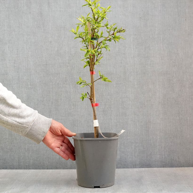 Example of Prunier nain Fruit Me Plum Me Angeleno Pot de 4L/5L, Nain as you get in printemps