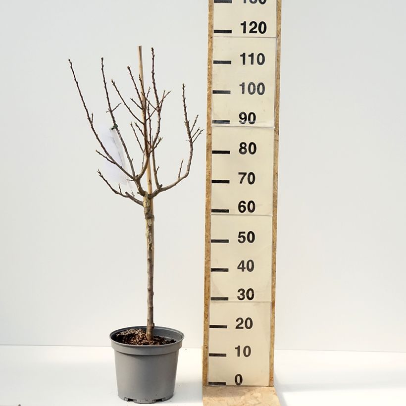 Example of Prunier nain Goldust Pot de 6L/7L, 1/4 de tige, Tige de 40 cm as you get in printemps