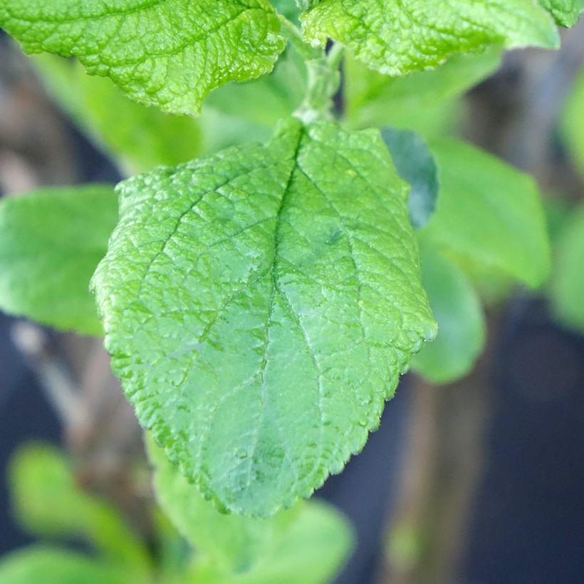 Prunier nain Hanna (Feuillage)