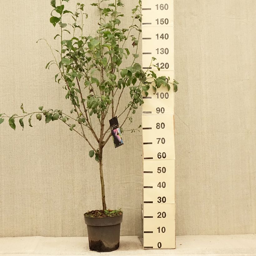 Spécimen de Prunier nain Hanna Pot de 7,5L/10L, 1/4 de tige, Tige de 30 cm tel que livré en été