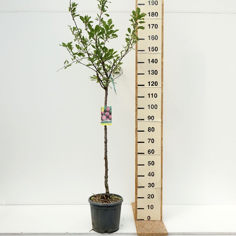 Spécimen de Prunier Prune d'Ente - Pruneau d'Agen  Pot de 12L/15L, Demi-Tige tel que livré en été