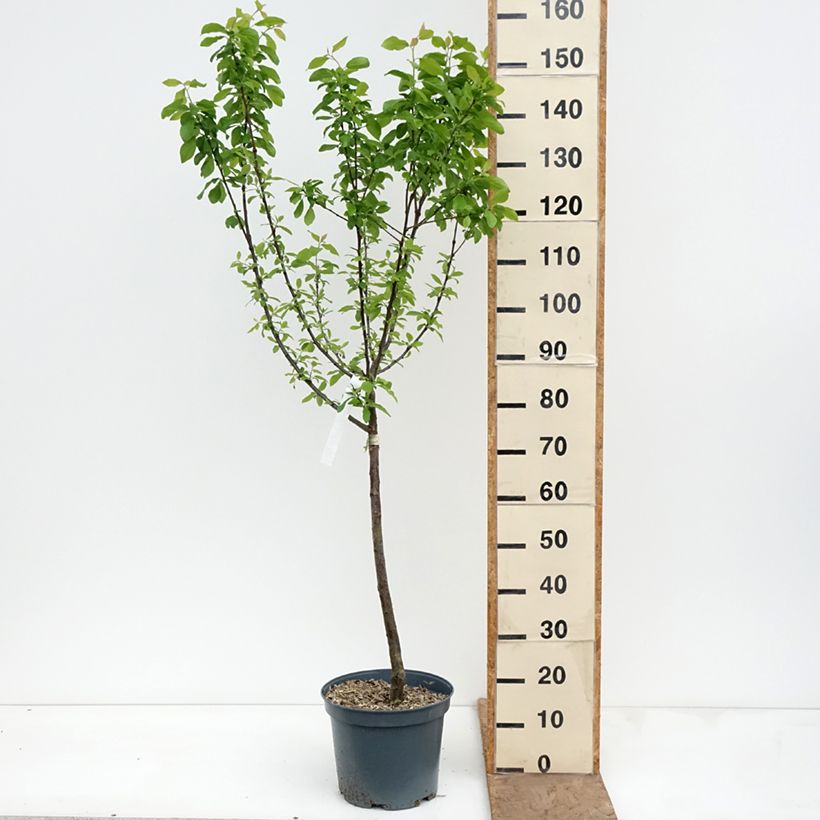Spécimen de Prunier Prune d'Ente - Pruneau d'Agen  Pot de 7,5L/10L, Gobelet tel que livré au printemps
