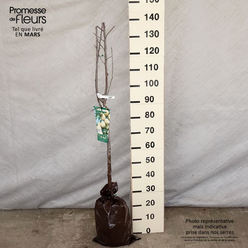 Spécimen de Prunier Quetsche Blanche de Létricourt Motte "Prêt-à-planter", Demi-Tige tel que livré au printemps