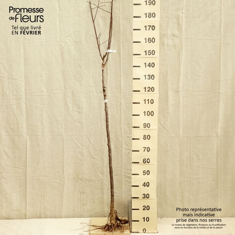 Spécimen de Prunier Quetsche Blanche de Létricourt Racines nues, Demi-Tige tel que livré en hiver