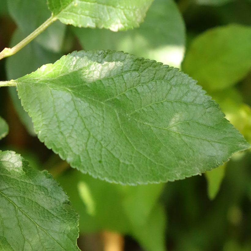 Prunier Quetsche Stanley (Feuillage)