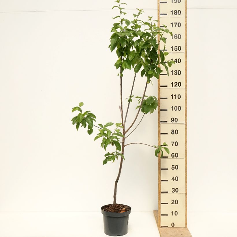 Spécimen de Prunier Reine Claude d'Oullins  Pot de 7,5L/10L, Gobelet tel que livré au printemps