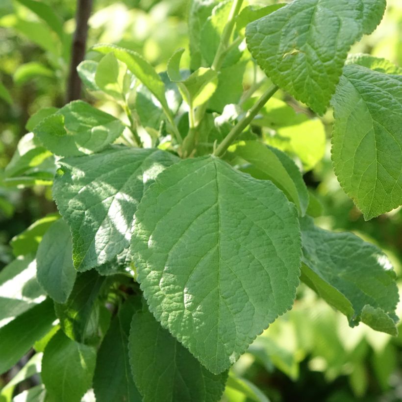 Prunier Reine Claude de Bavay (Feuillage)