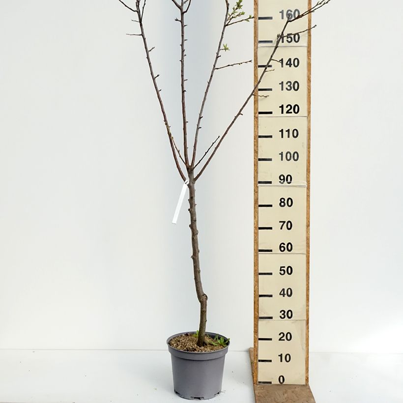 Spécimen de Prunier Reine Claude De Juillet Pot de 7,5L/10L, Gobelet tel que livré au printemps