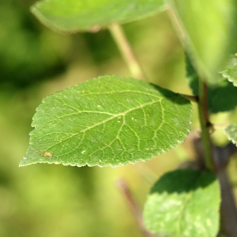 Prunier Reinegold (Feuillage)