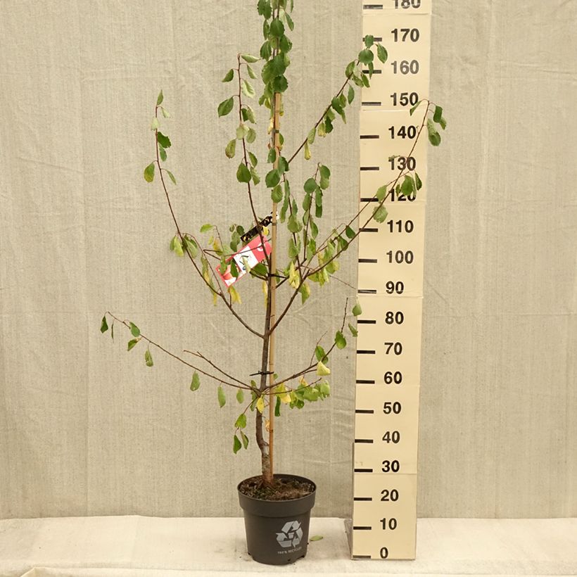 Spécimen de Prunier Tipala - Prunus domestica Pot de 7,5L/10L, Gobelet tel que livré en automne