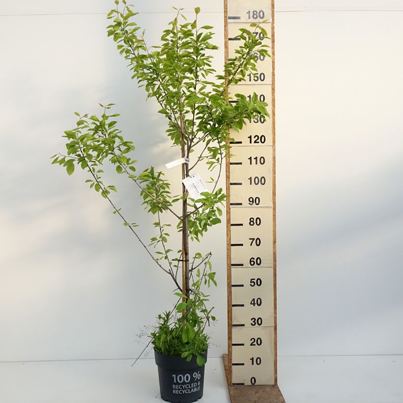 Spécimen de Prunier Tipala - Prunus domestica Pot de 7,5L/10L, Gobelet tel que livré au printemps