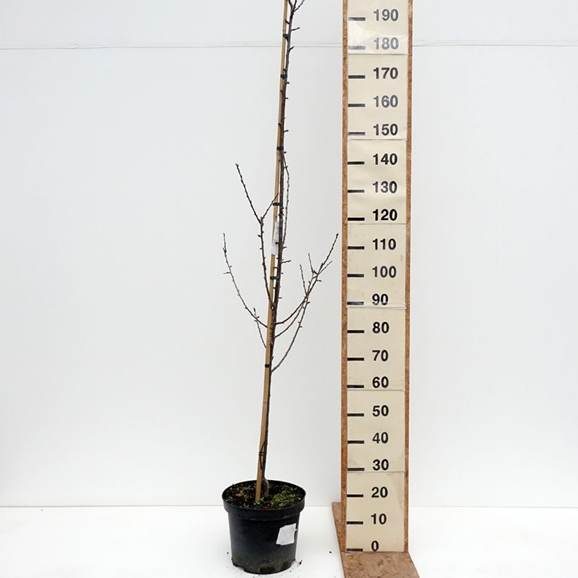 Spécimen de Prunier Węgierka Dąbrowicka - Prunus domestica Pot de 7,5L/10L, Gobelet tel que livré en hiver