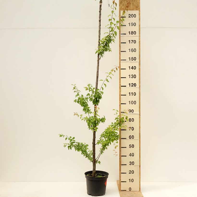 Spécimen de Prunier Wignon Pot de 7,5L/10L, Haute-Tige tel que livré au printemps