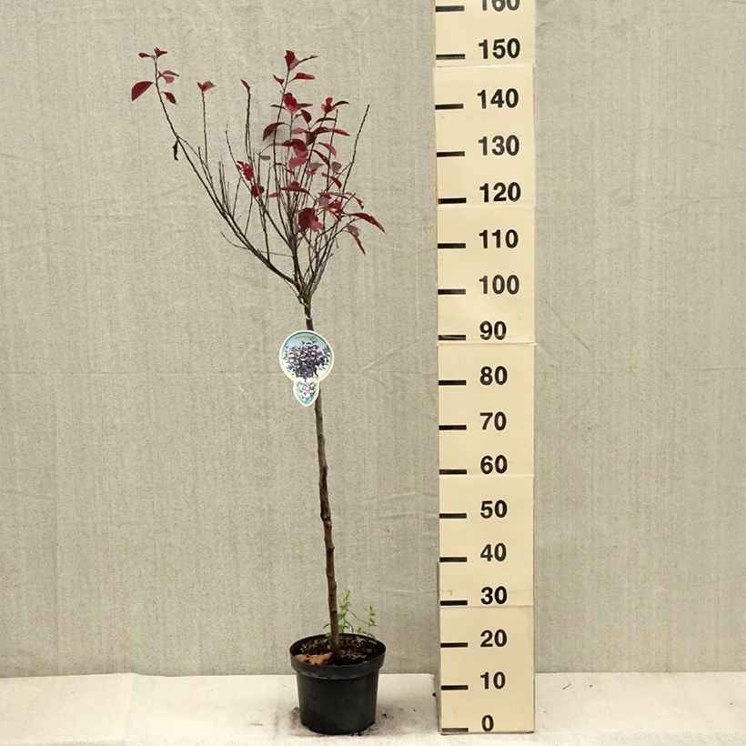 Spécimen de Prunus cistena - Prunier des sables Pot de 4L/5L, Tige, Tige de 80 cm tel que livré en automne