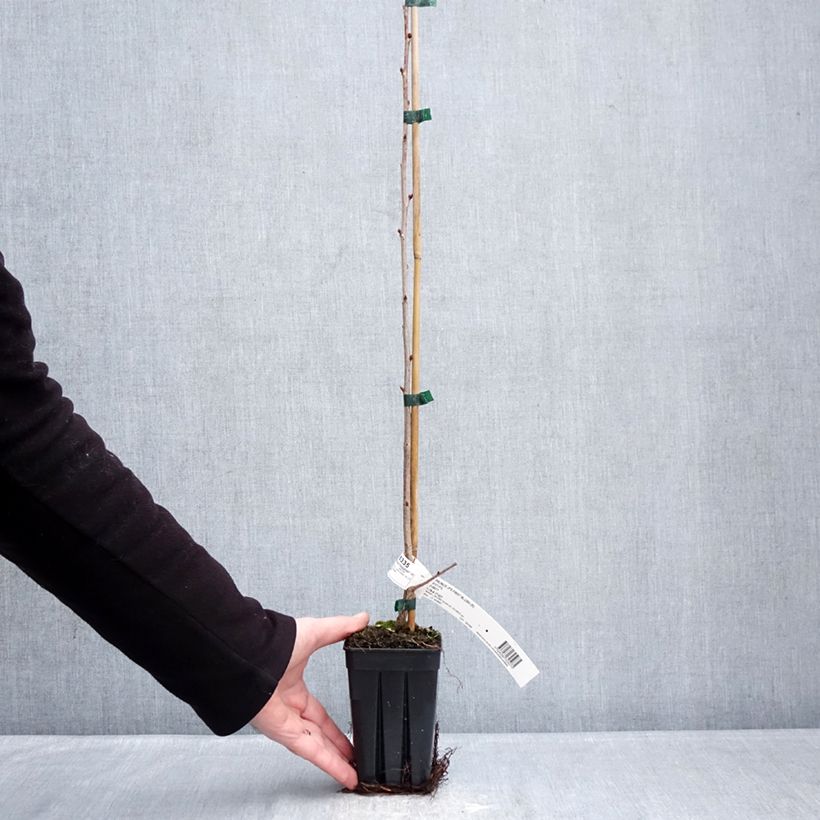 Spécimen de Prunus First Blush - Cerisier à fleurs Pot de 1L/1,5L tel que livré en hiver