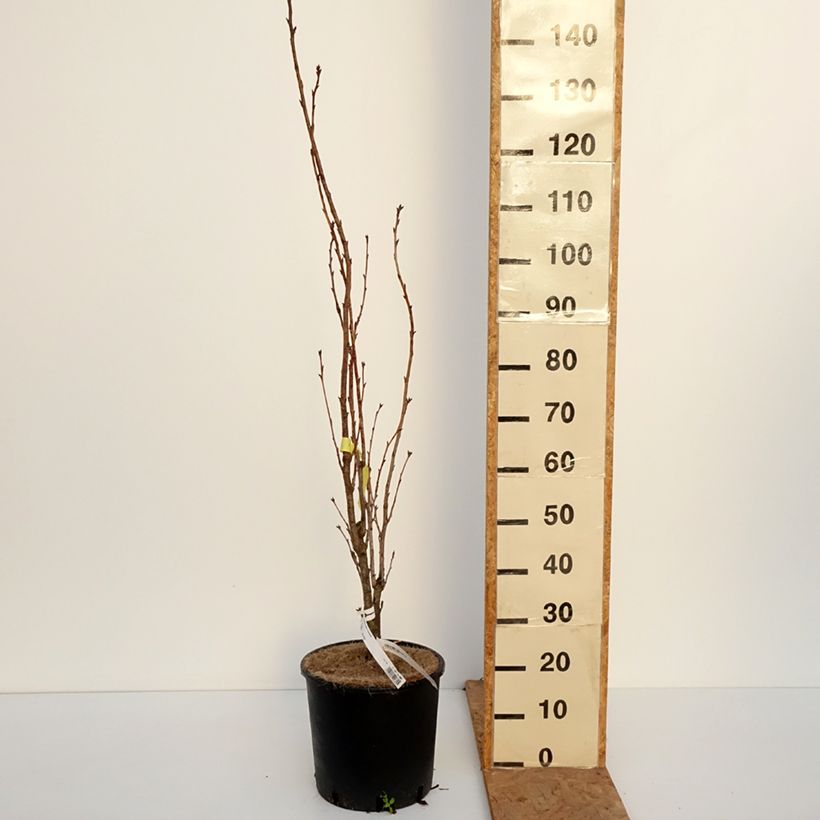 Spécimen de Prunus serrulata Amanogawa Pot de 7,5L/10L tel que livré en automne