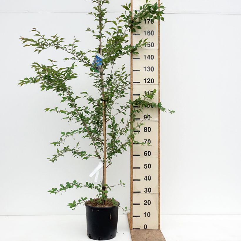 Spécimen de Prunus The Bride - Cerisier à fleurs  Pot de 12L/15L, Tige tel que livré au printemps