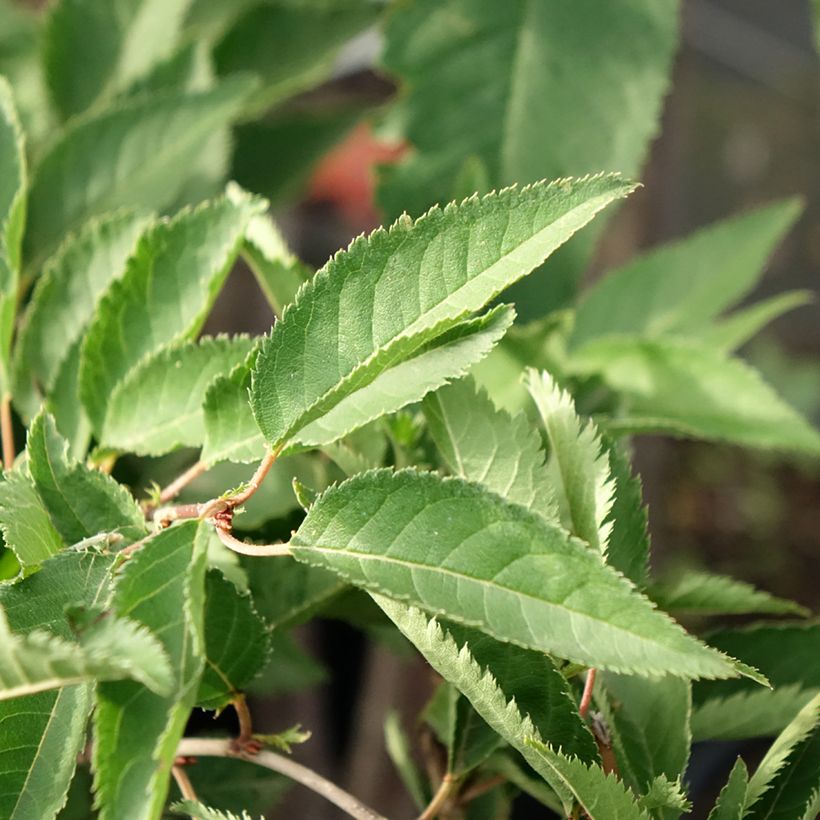 Prunus The Bride - Cerisier à fleurs  (Feuillage)