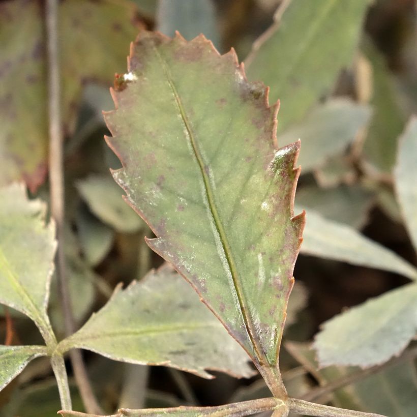 Pseudopanax lessonii Rangatira (Feuillage)