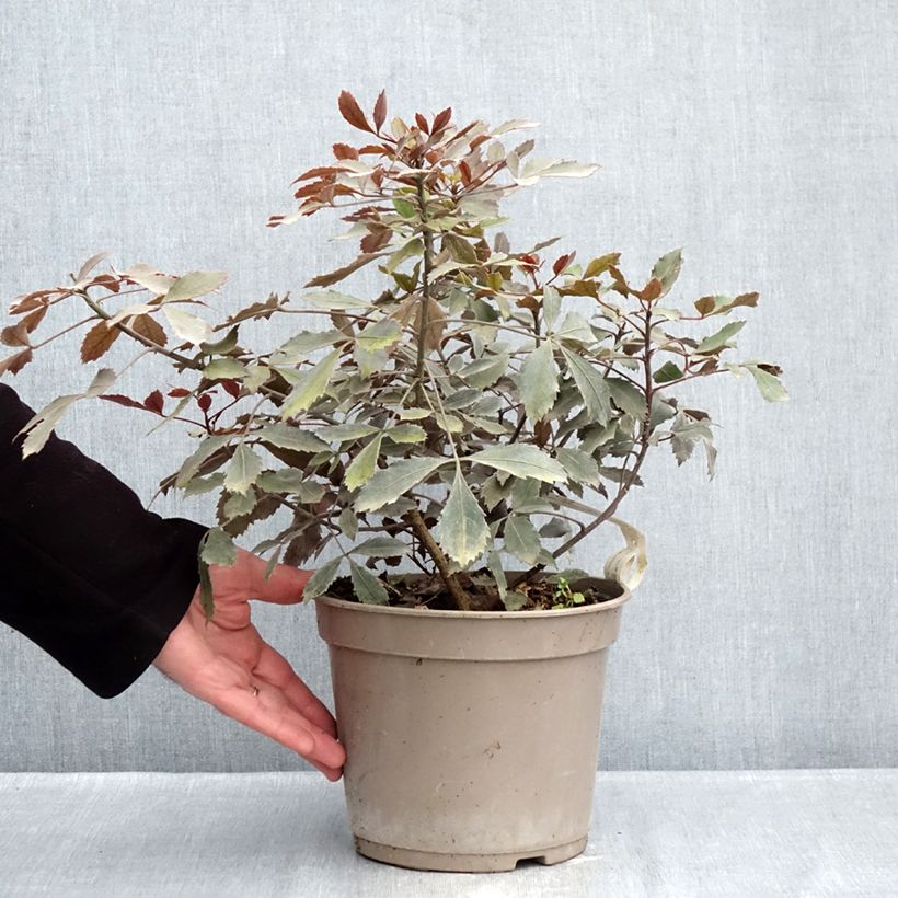 Example of Pseudopanax lessonii Rangatira Pot de 4L/5L as you get in hiver