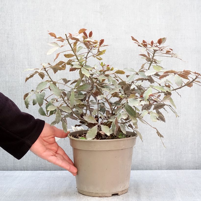 Spécimen de Pseudopanax lessonii Rangatira Pot de 4L/5L tel que livré au printemps