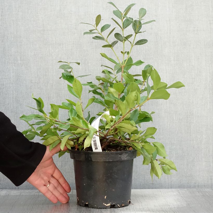 Spécimen de Psidium cattleyanum - Goyavier de Chine Pot de 2L/3L tel que livré en automne