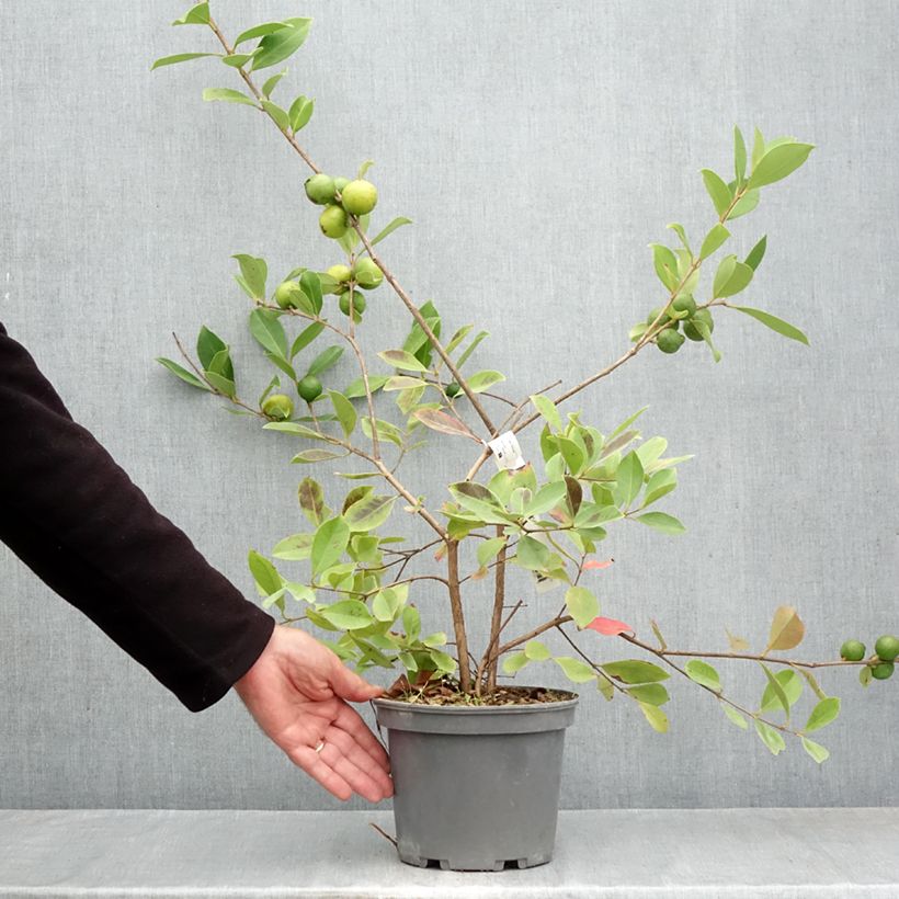 Spécimen de Psidium cattleianum lucidum - Goyavier de Chine à fruits jaunes Pot de 3L/4L tel que livré en automne