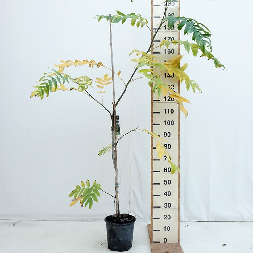 Spécimen de Pterocarya fraxinifolia - Ptérocaryer ou noyer du Caucase Pot de 6L/7L tel que livré en automne