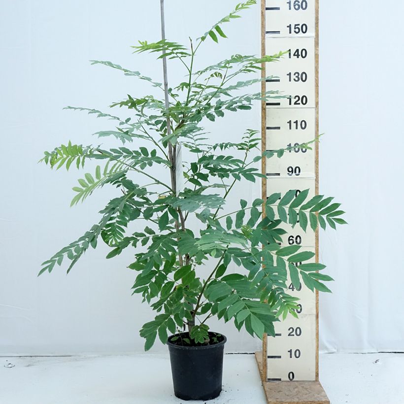 Spécimen de Pterocarya fraxinifolia - Ptérocaryer ou noyer du Caucase Pot de 6L/7L tel que livré en été