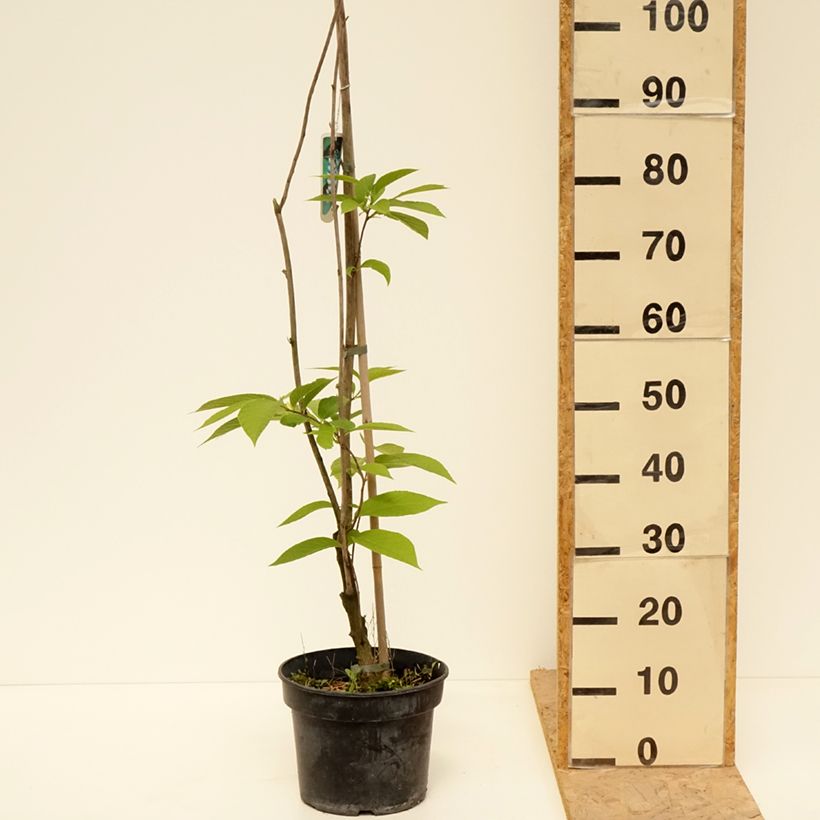 Spécimen de Pterostyrax hispida - Arbre aux épaulettes Pot de 4L/5L tel que livré au printemps