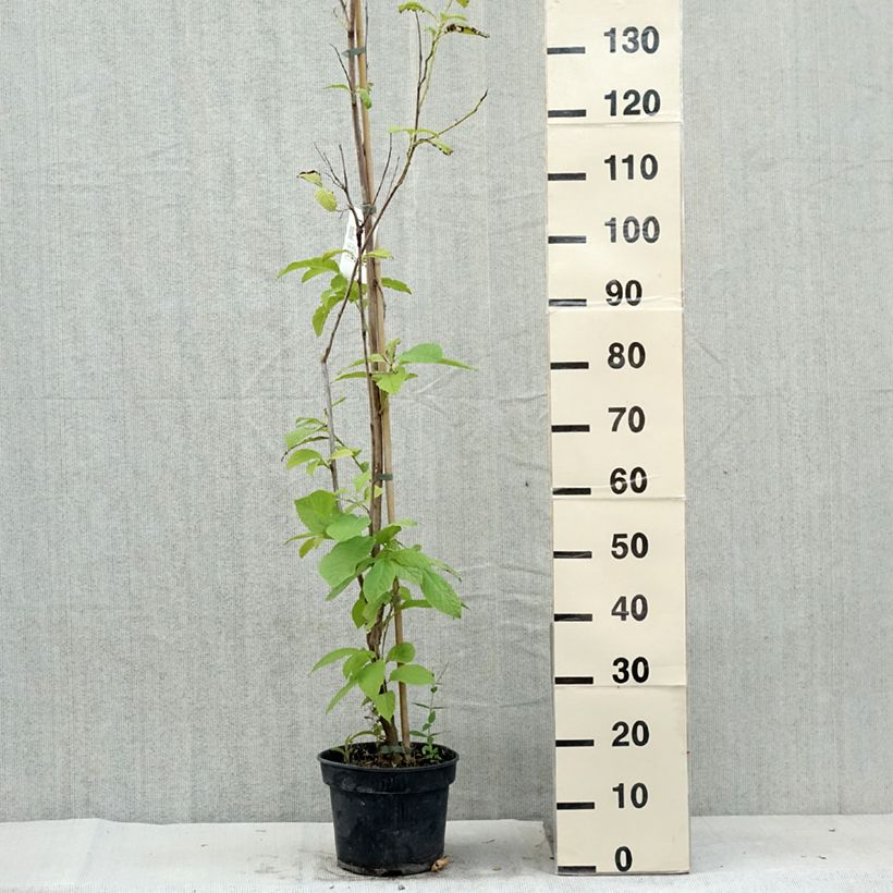 Spécimen de Pterostyrax hispida - Arbre aux épaulettes Pot de 4L/5L tel que livré en été