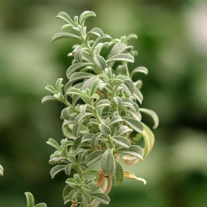 Ptilotrichum spinosum Rubrum - Alysson épineux (Feuillage)