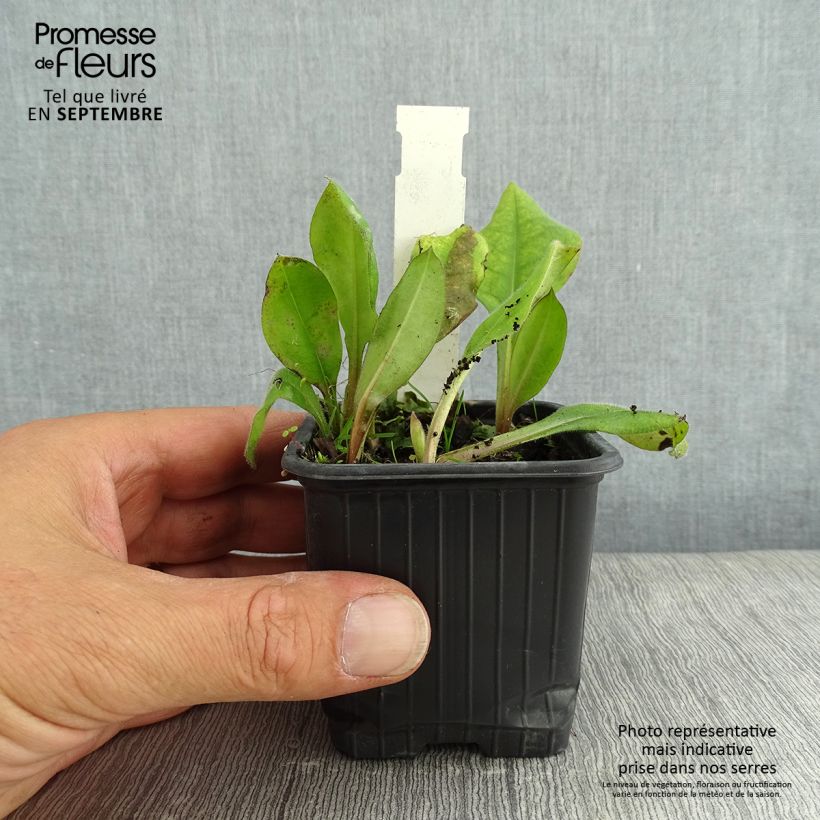 Spécimen de Pulmonaire hybride - Pulmonaria Blue Ensign Godet de 8/9 cm tel que livré en été