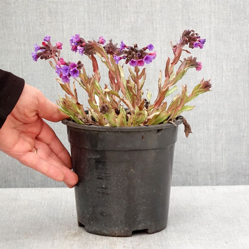 Example of Pulmonaire hybride - Pulmonaria Diane Clare Pot de 2L/3L as you get in printemps