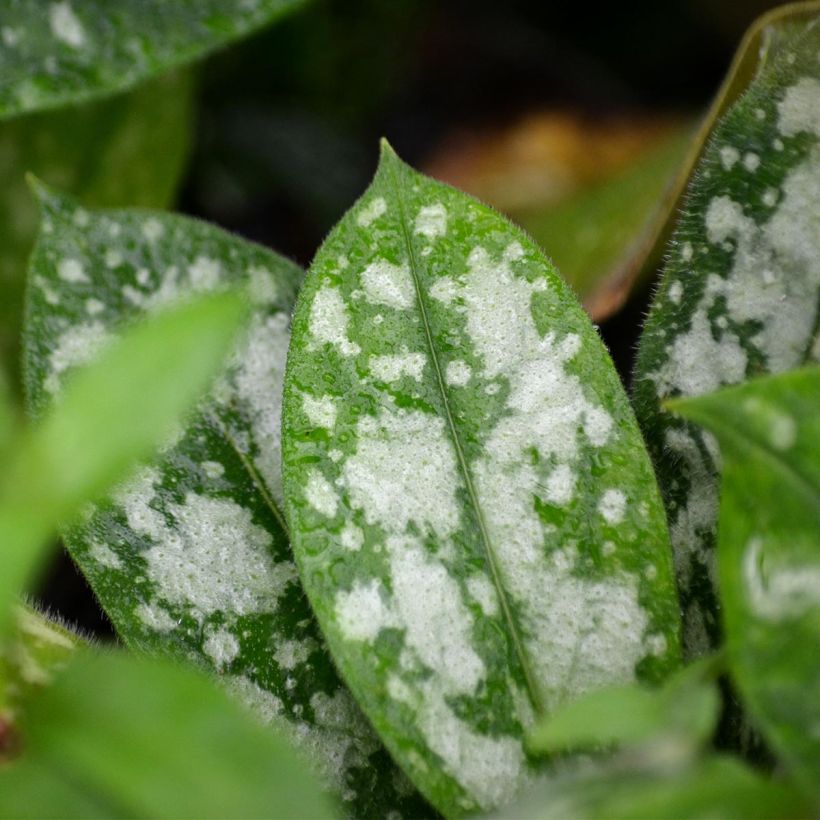 Pulmonaire hybride - Pulmonaria Opal (Foliage)