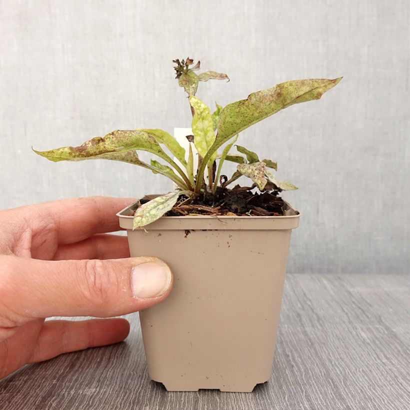 Spécimen de Pulmonaire hybride - Pulmonaria Twinkle Toes Godet de 8/9 cm tel que livré au printemps