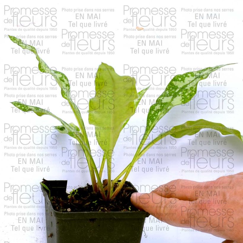 Example of Pulmonaire hybride - Pulmonaria Margery Fish Godet de 8/9 cm as you get