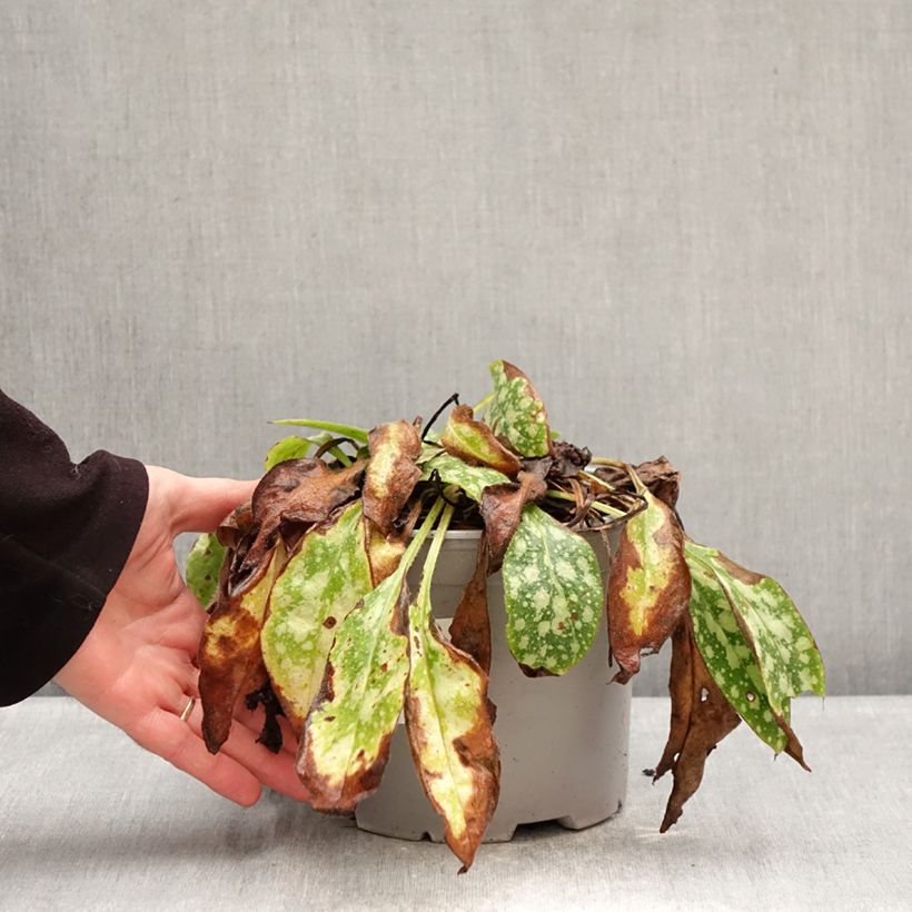 Example of Pulmonaire Shrimps on the Barbie Pot de 3L/4L as you get in hiver