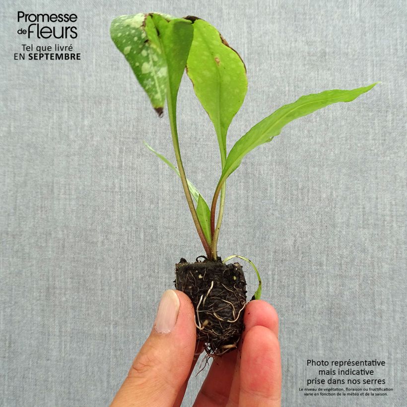 Spécimen de Pulmonaire Silver Bouquet - Pulmonaria saccharata Mini-motte Ø 3/4 cm tel que livré en automne